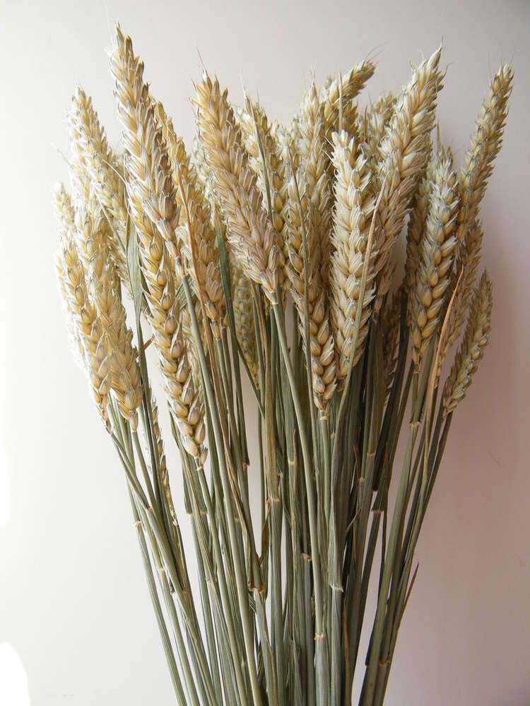 Wheat bunches - dried UK wheat stems wholesale 10 pack