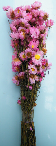 Dried flower bunch Acroclinium pink wholesale 10 pack