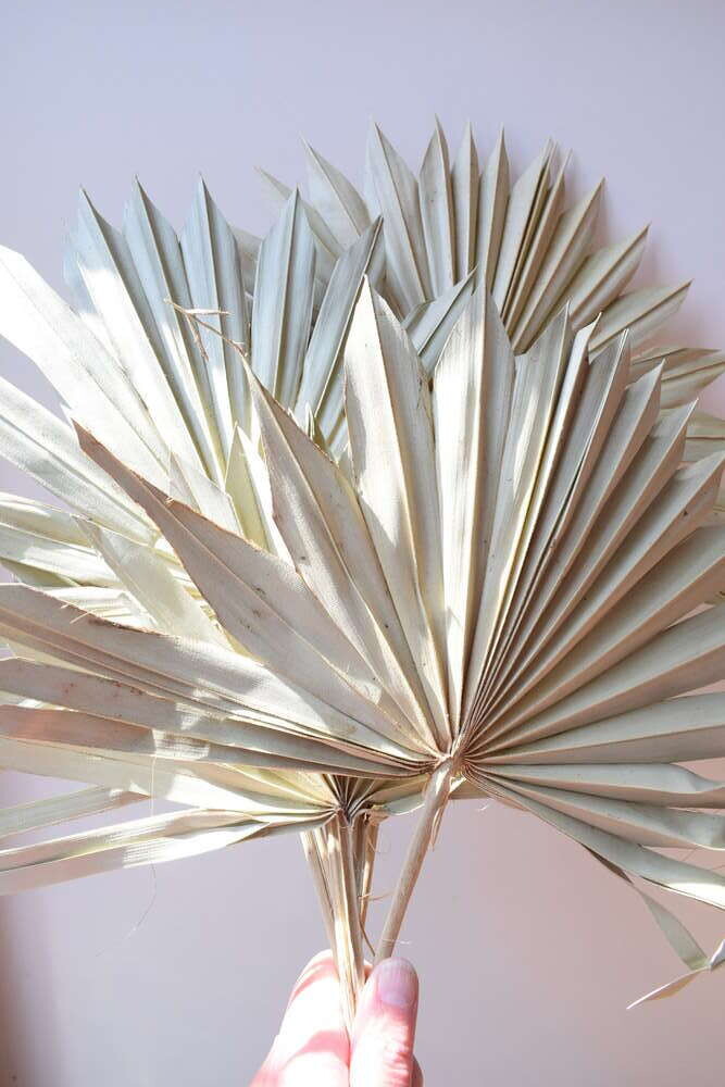 Palm Sun Natural Leaves wholesale