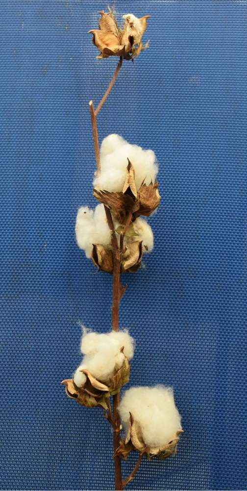 Cotton pods single stem wholesale 10 pack