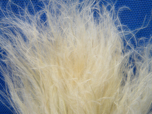 Feather grass dried bunch wholesale 10 pack