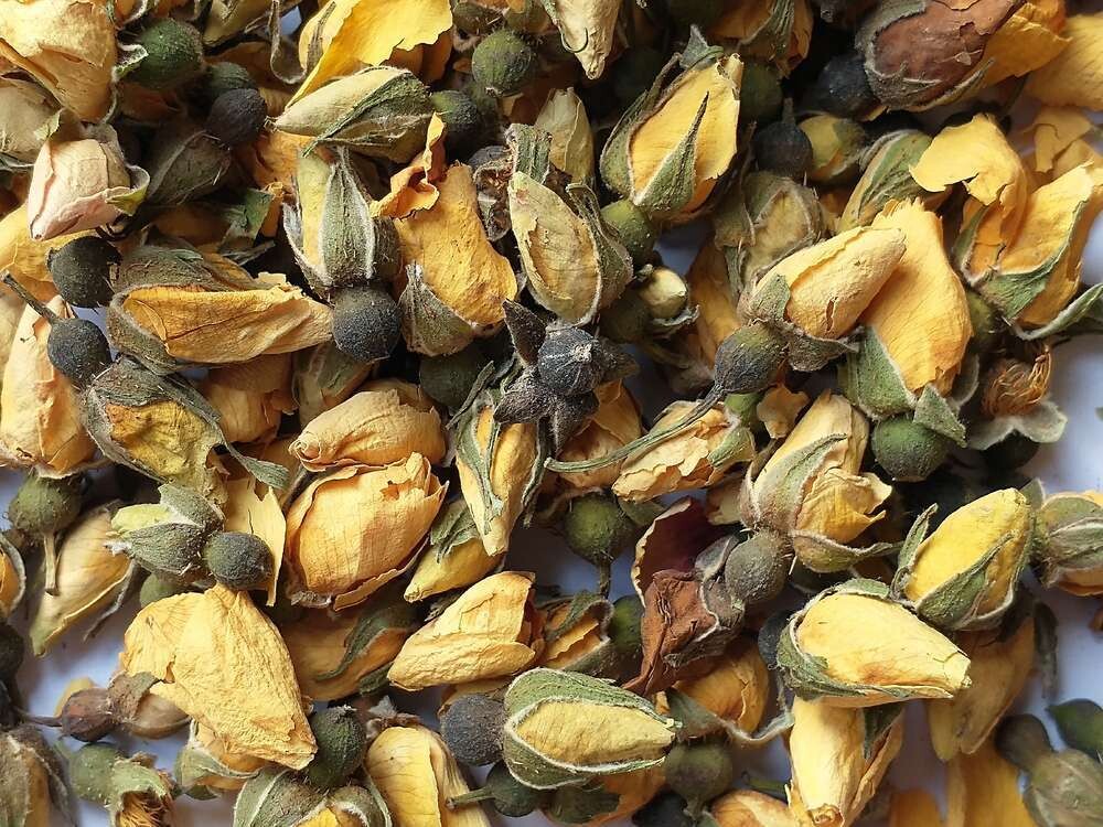 Yellow rose buds dry Seconds