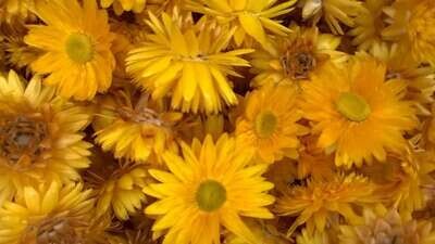 Helichrysum Flower Heads Yellow