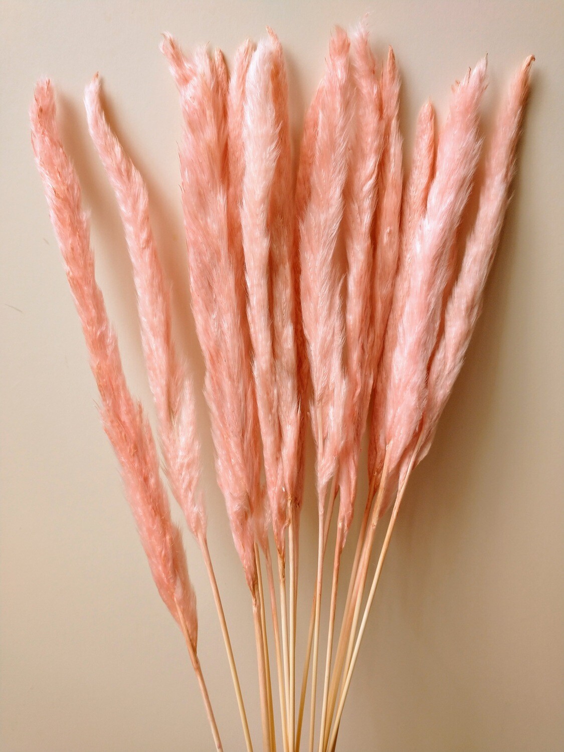 Pampas Grass Bunch Pink