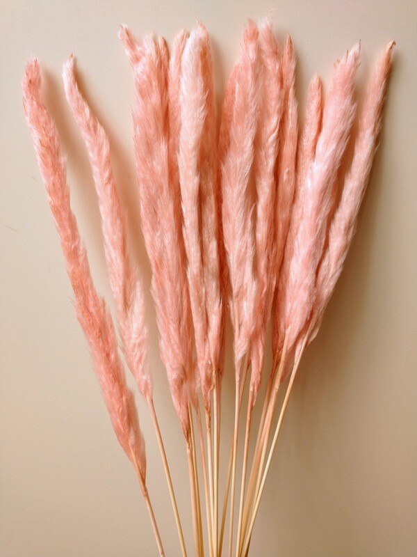 Pampas grass bunch small pink 15 stems Sale Pampas Grass Bunch Pink