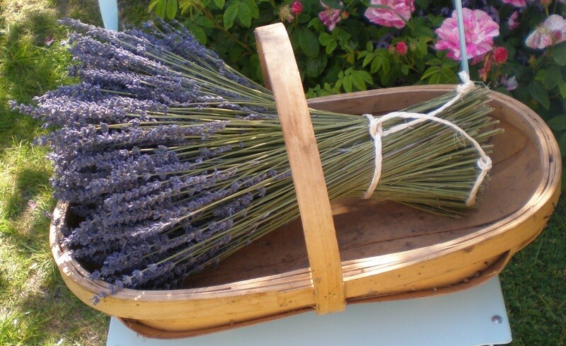 Dried lavender bunch - large sheaf - lavender stook lavender sheaf handmade