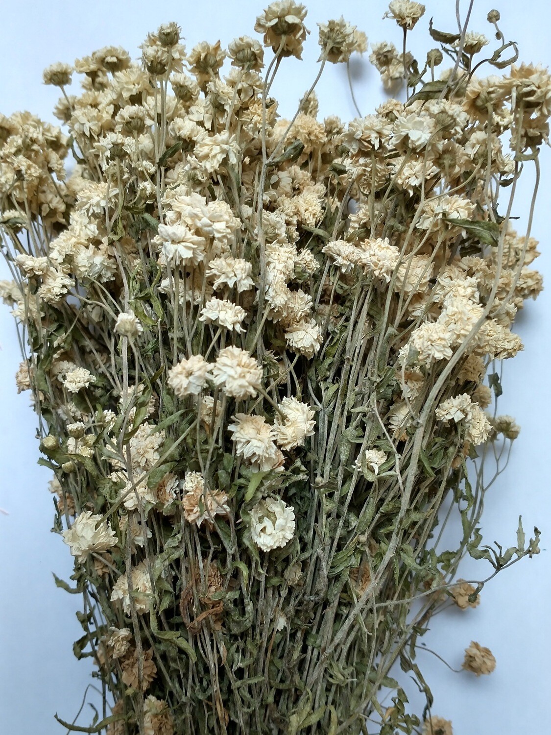 Achillea ptarmica - Pearl yarrow dried flowers