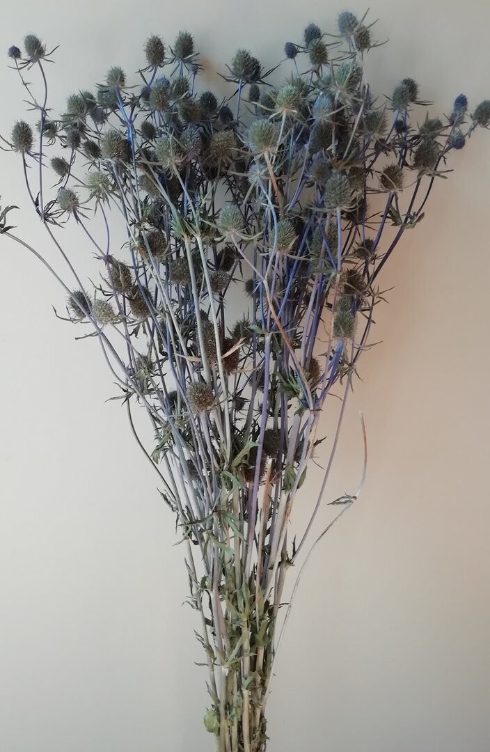 Eryngium thistle 10 bunches dried natural blue wholesale