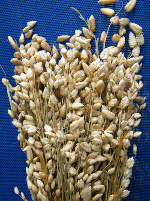 Quaking Grass Dried Bunches