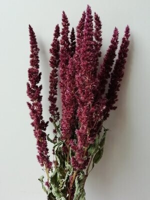 dried amaranth flowers red bunch