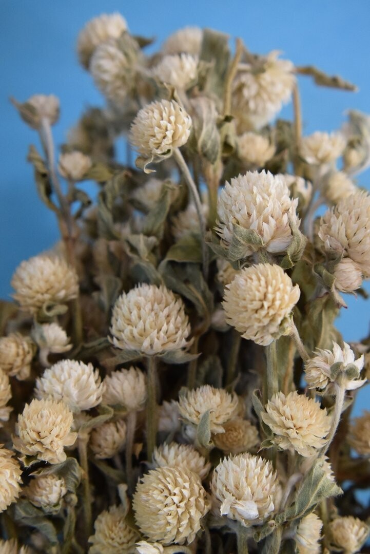 Clover flowers dried bunches white wholesale 10 pack