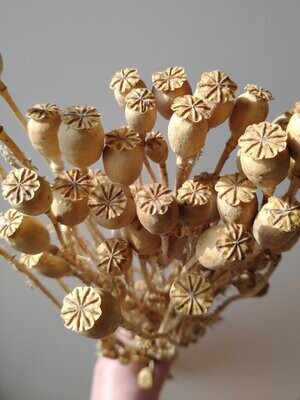 Poppy bunches dried stems, heads 1cm wholesale 10 pack