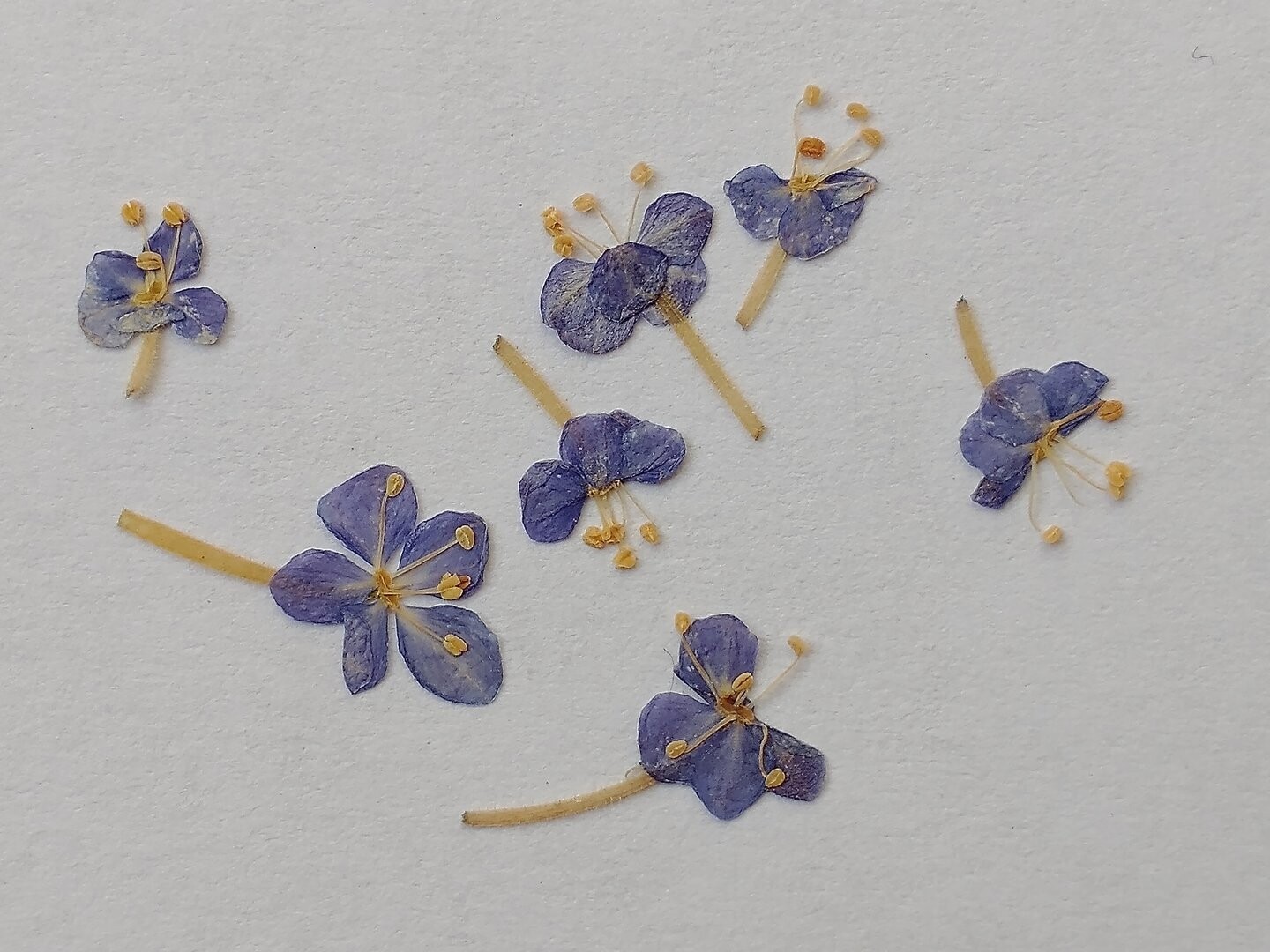 Blue lace pressed flowers natural 7 pack UK