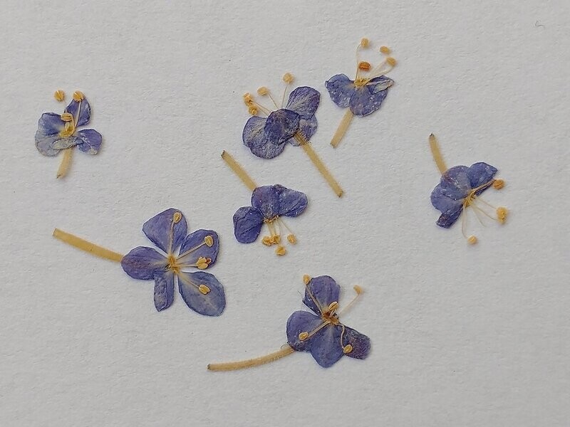 Blue lace pressed flowers natural 7 pack UK