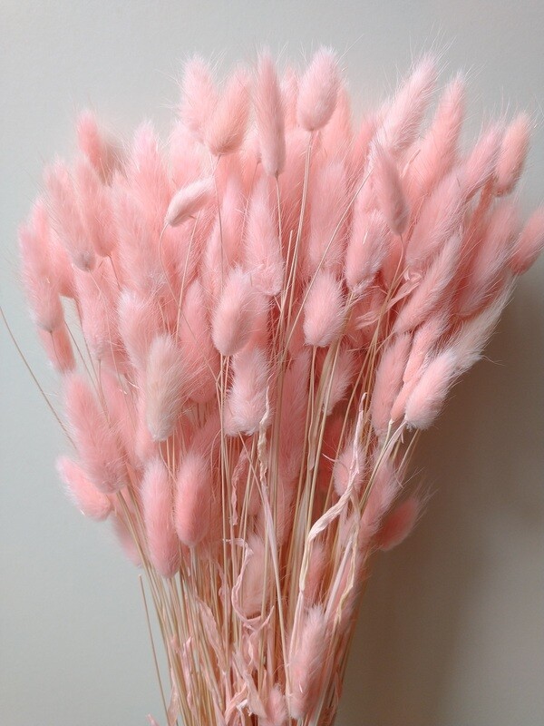 Lagurus dried grass bunch pale pink wholesale Buy dried flowers