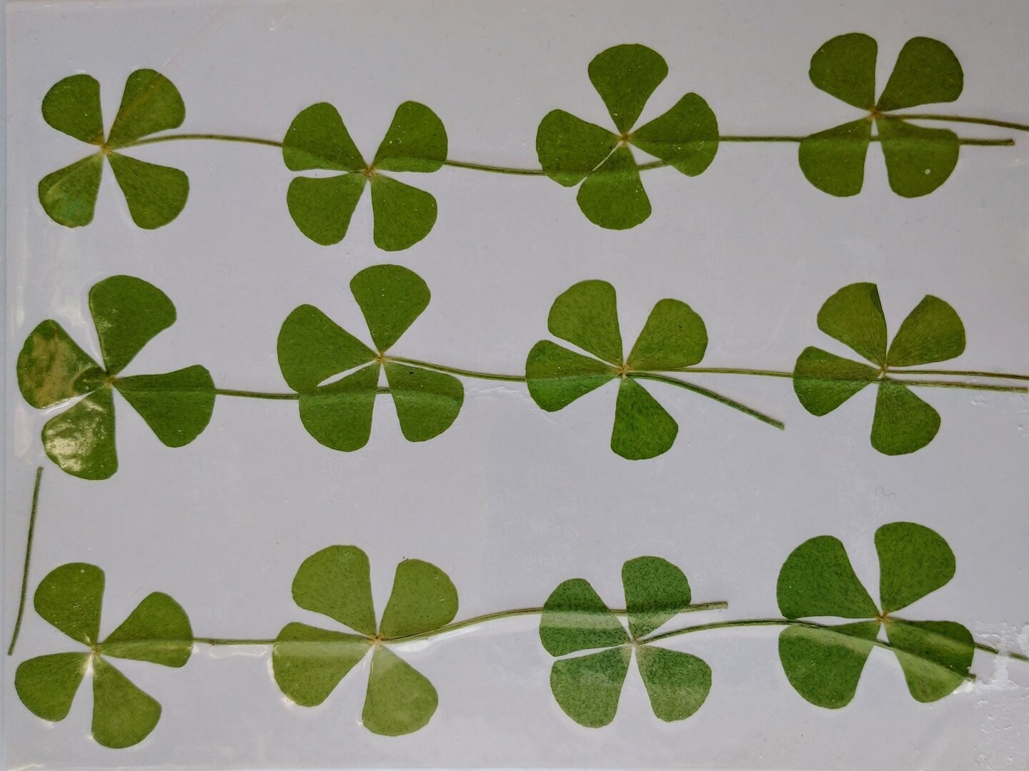 Pressed shamrock leaves 12 pack