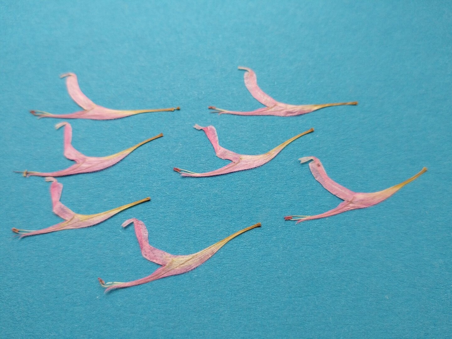 Pressed monarda flamingos 7 pack UK
