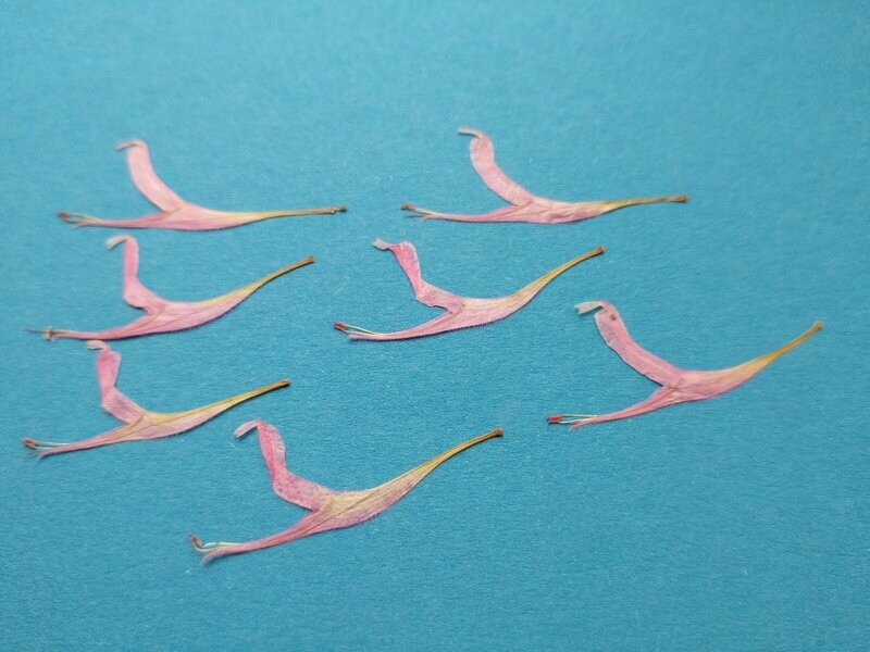 Pressed monarda flamingos 7 pack UK
