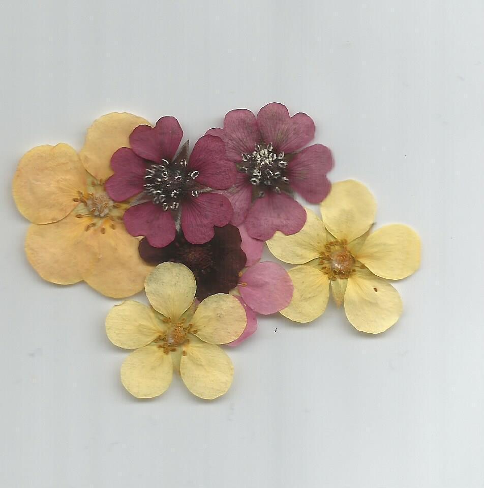 Pressed flowers potentilla UK pack of 7