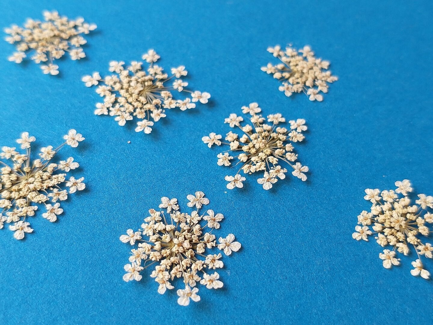 Pressed dried flower umbels white Ammi UK pack of 7
