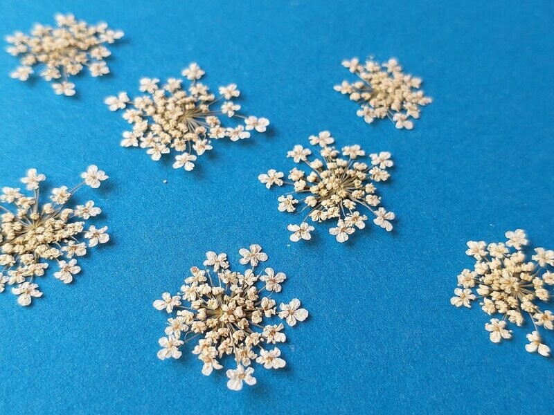 Pressed dried flower umbels white Ammi UK pack of 7