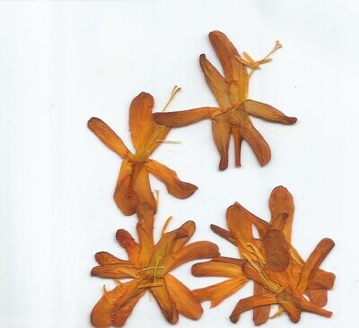 Pressed flowers crocosmia orange 7 pack UK