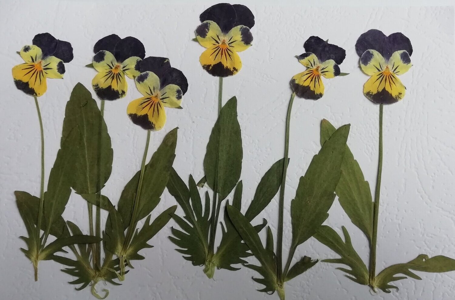 Pressed viola flowers and leaves whole pansy 6 pack