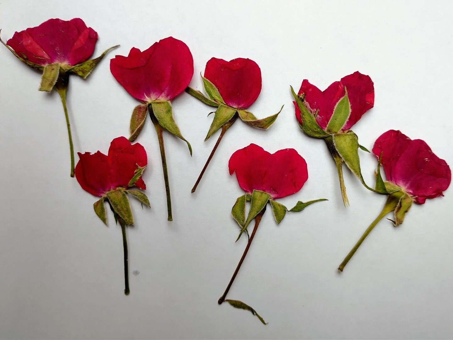 Pressed rose buds red 7 pack