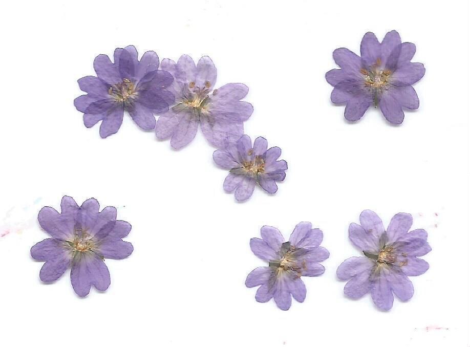 Pressed cranesbill geranium flowers purple 7 pack UK