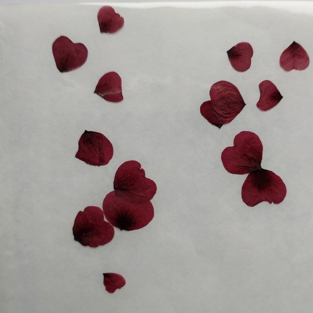 Pressed potentilla petals small burgundy hearts 14 pack UK