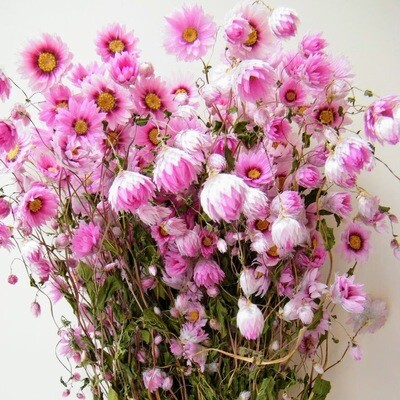 Pink Dry Bunches