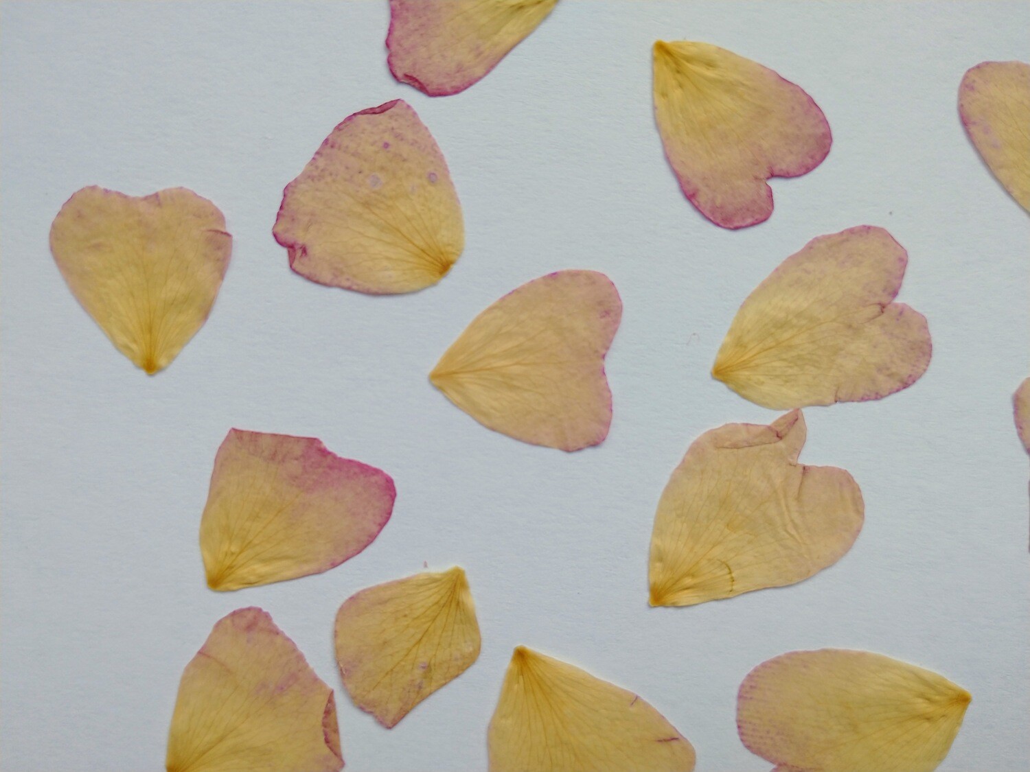 Pressed rose petals small pink hearts UK Seconds - 14 pack