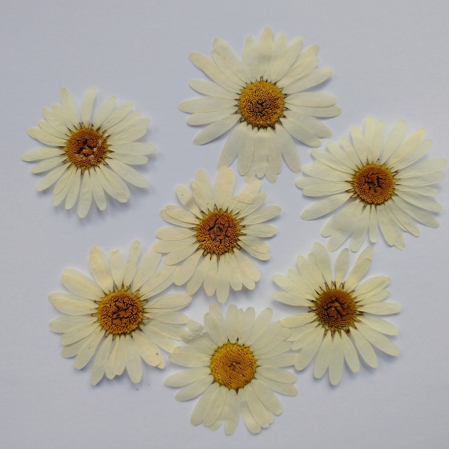 Pressed flowers Oxeye daisy 7 pack UK