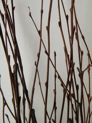 birch stems dried wholesale