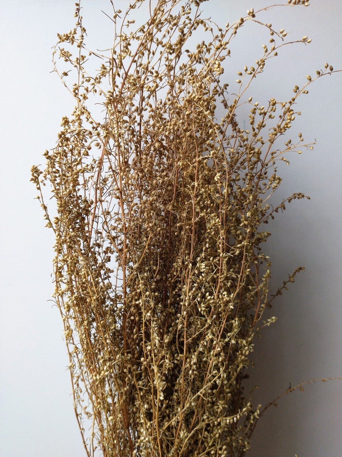 Lepidium bunch dried seed heads natural
