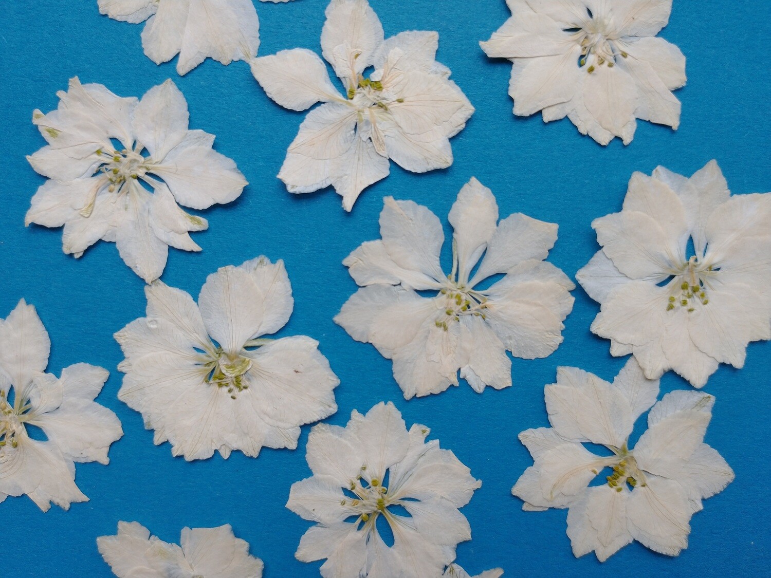Pressed flowers larkspur delphinium 7 pack - white
