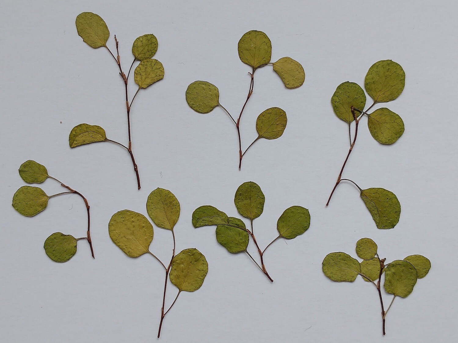 Pressed leaves Wire Vine 7 pack UK