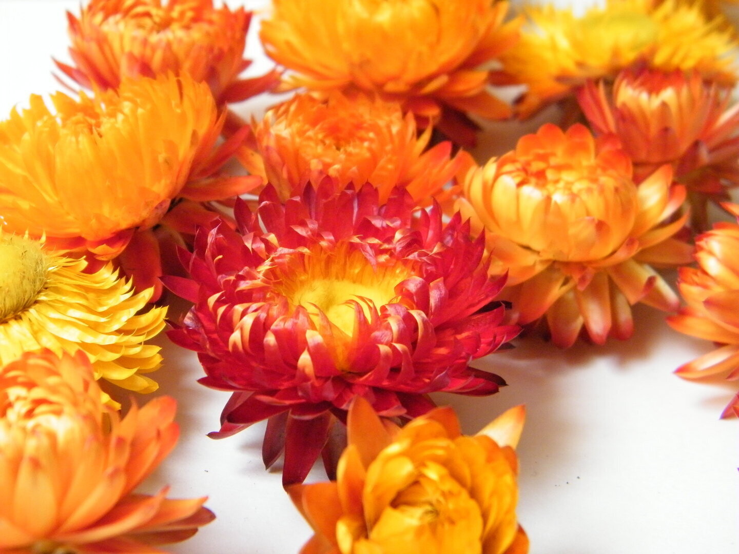 Helichrysum Flower Heads Orange