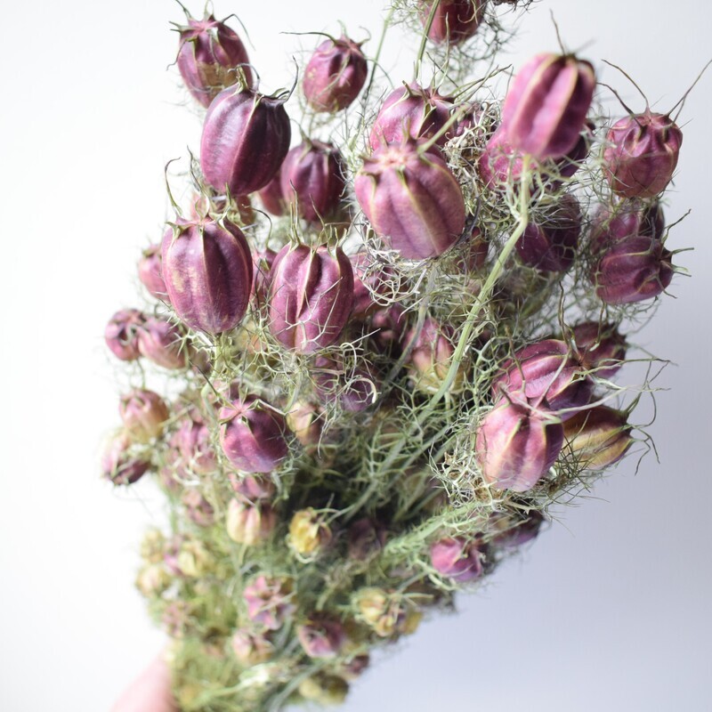 Nigella pods bunch natural purple