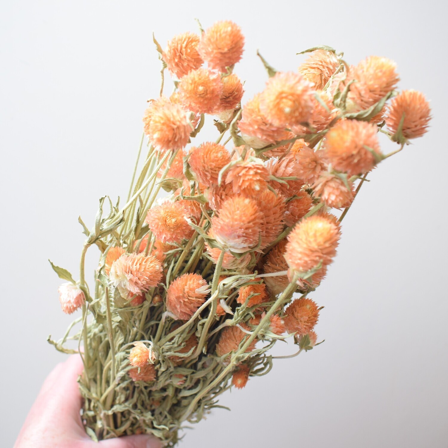 Clover flowers dried bunch orange