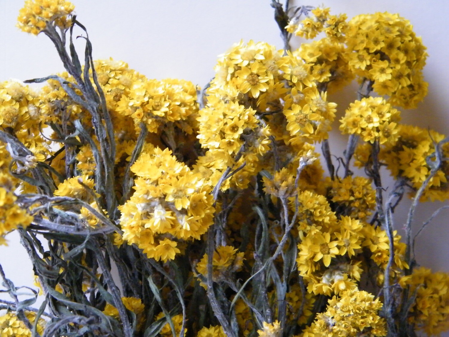 Golden Cluster Dried Flowers