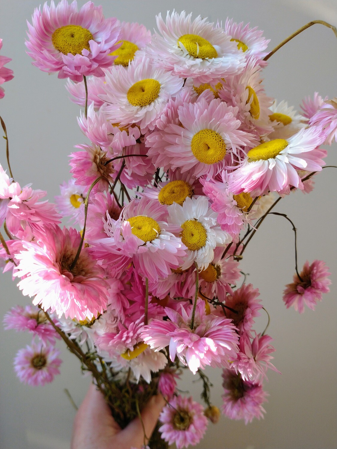 pink acroclinium flowers dried