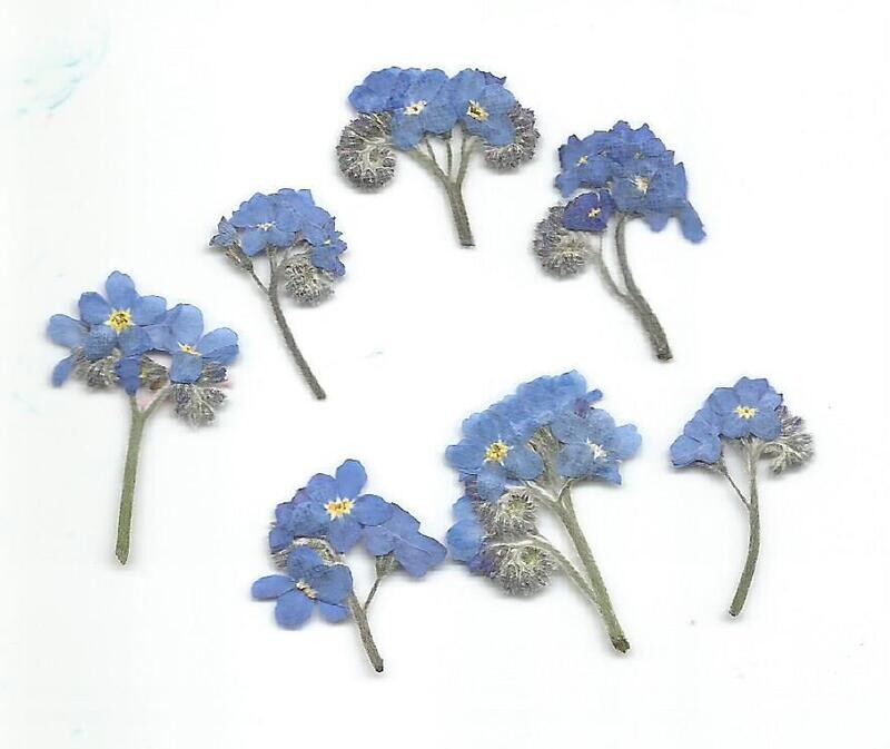 Pressed forget me not flowers Myosotis 7 pack UK pressed forget me nots uk