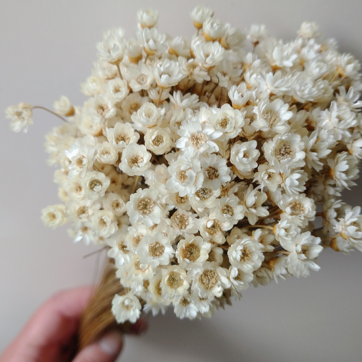 Glixia flower bunch dried natural wholesale 10 pack