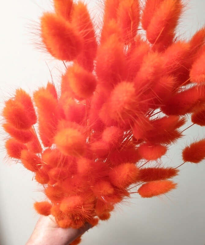 Lagurus ovatus dried hares tail grass bunch orange Sale Lagurus Dried Grass Orange