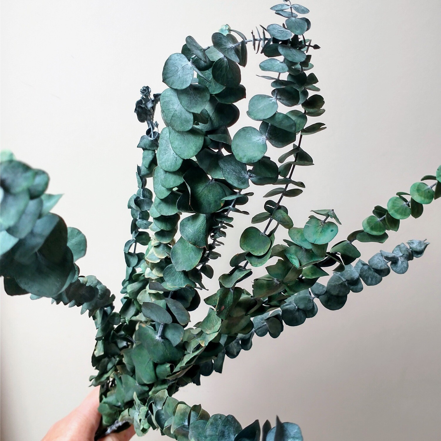 Eucalyptus Spiral bunch preserved