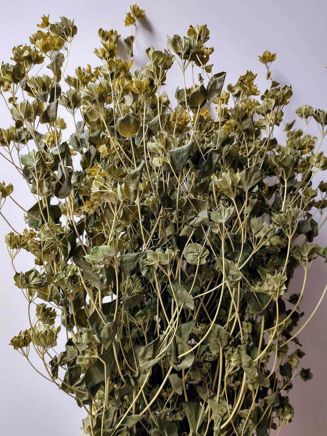 bupleurum foliage bunch dried