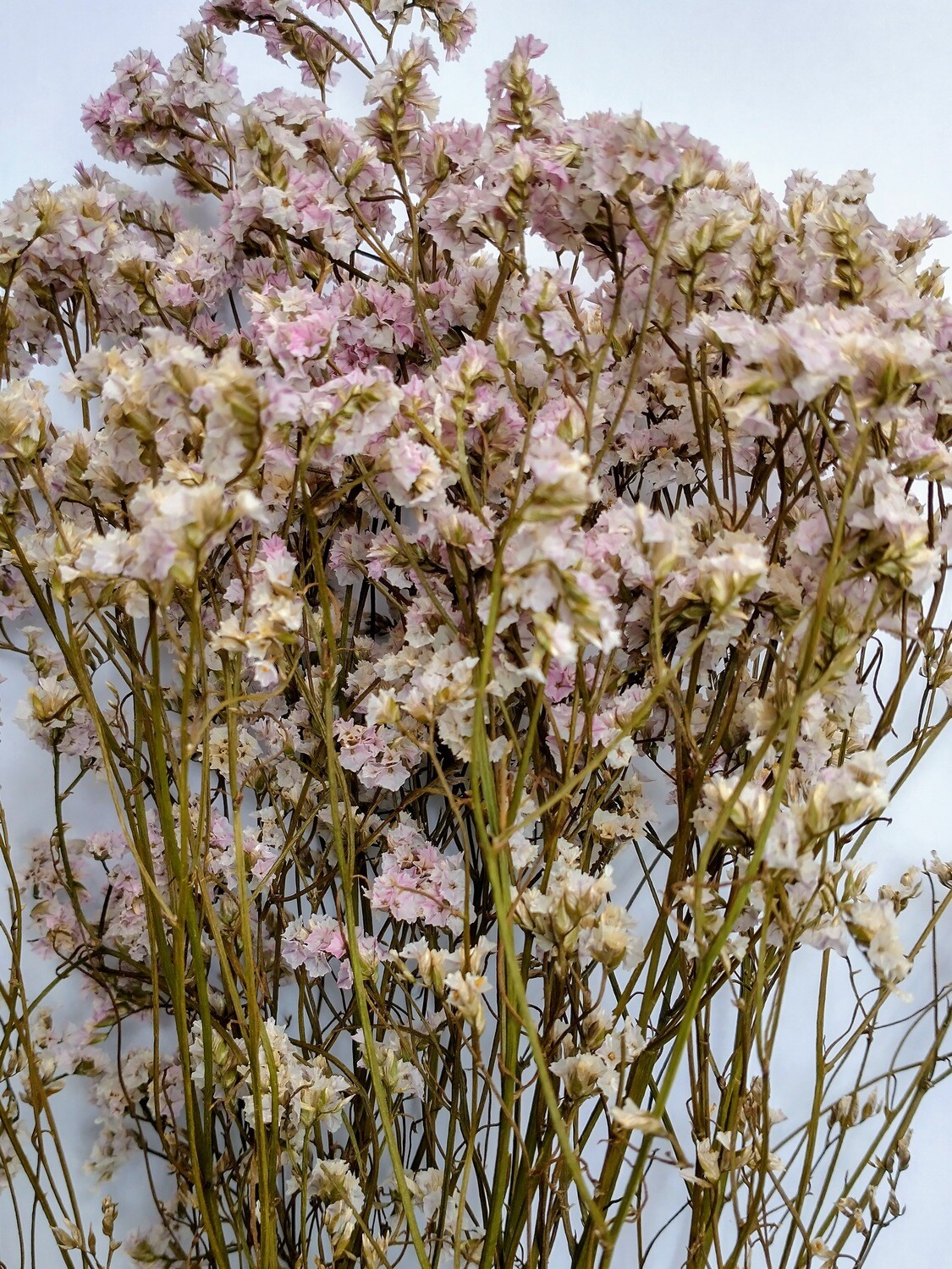 Sea lavender pale pink - dry Limonium sinensis 5 stems