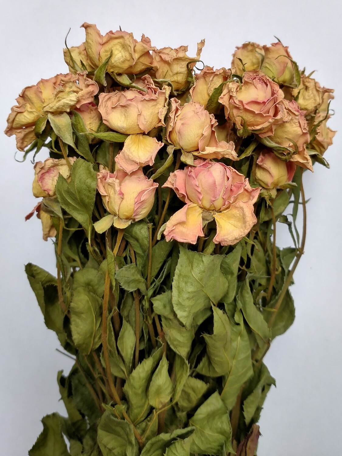 Pale pink roses dried bunch slightly faded