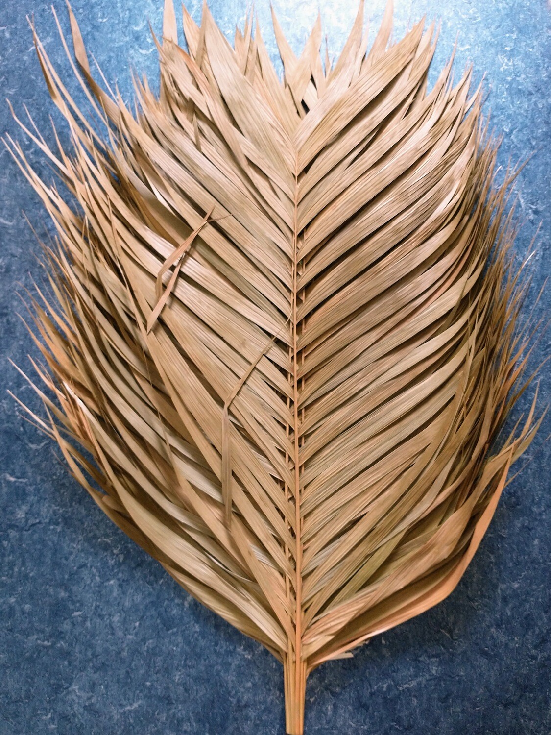Palm fronds natural stem large dried leaf 10 pack